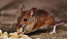 24 Hour & Emergency Exterminators in Easton, PA